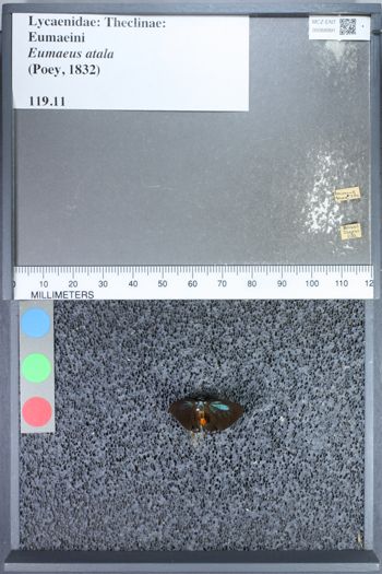 Media type: image;   Entomology 68991